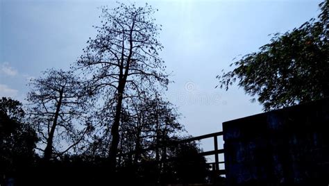 Silhouette Kapok Tree, Blue Sky Background Stock Photo - Image of ...