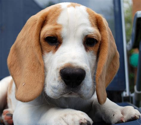 33 Fantastic Lemon Beagle Facts - From History To Present Day