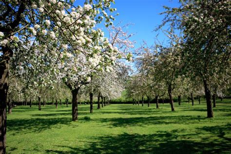 Beautiful Orchard in Blossom Stock Photo - Image of nature, harvest ...