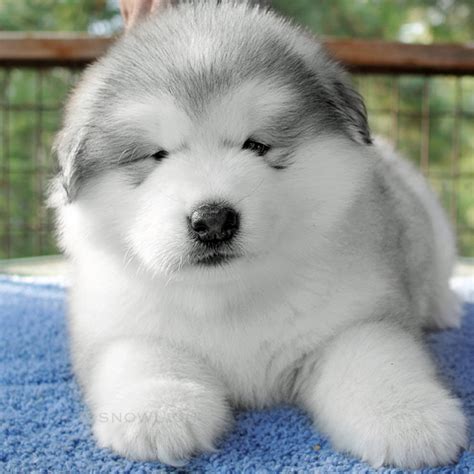 Alaskan Malamute Puppies For Sale In Texas / Alaskan Malamute Puppies ...