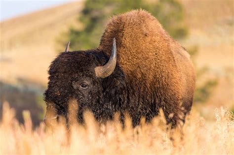 Open for One Day, Yellowstone Sees First Bison Attack of 2020