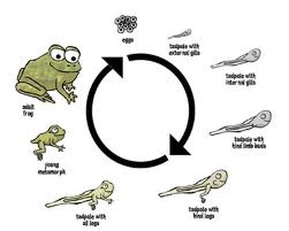 Life Cycle - White Tree Frogs