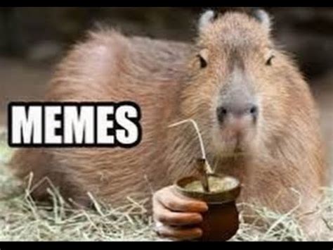 Capybara Drip Meme