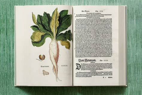 The New Herbal: A Masterpiece of Renaissance Botanical Illustrations Gets Republished in a ...