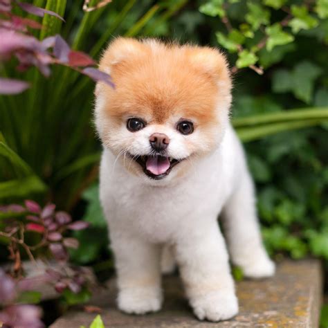 Boo, cão 'mais fofo do mundo', morre de 'coração partido' - Revista Galileu | Curiosidade