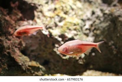 Mexican tetra Images, Stock Photos & Vectors | Shutterstock