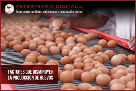 Factores que disminuyen la producción de huevos