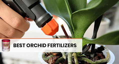 How To Fertilize Orchids With The Best Orchid Food? - EmbraceGardening