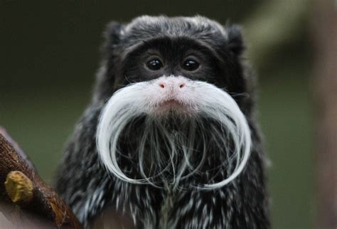 An Emperor Tamarin Monkey. | Animal facts, Fun facts about animals, Animals beautiful