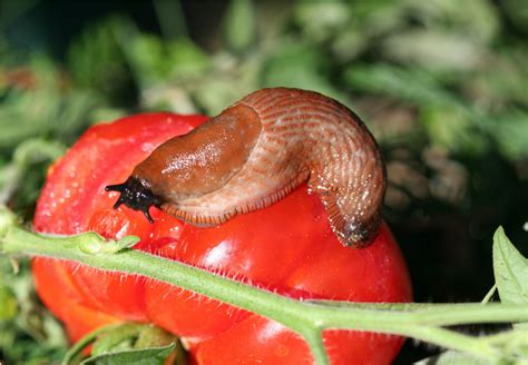 Good news for frantic gardeners and peckish blackbirds is really bad ...