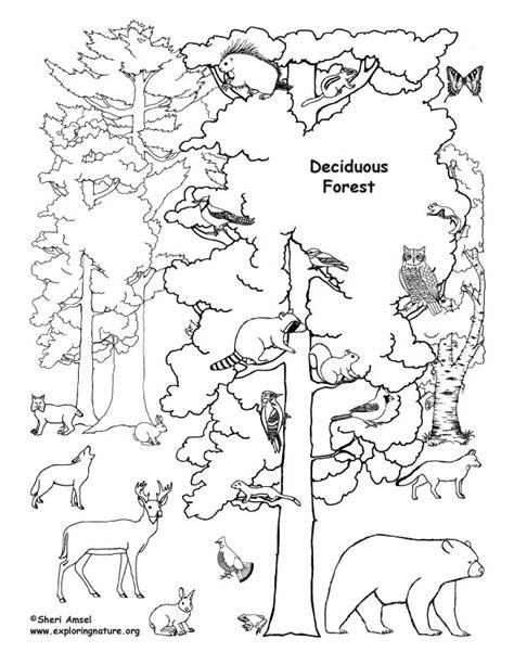 Deciduous Forest with Animals Coloring Page