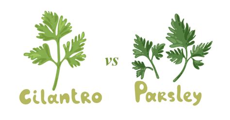 Cilantro vs. Parsley: What’s the Difference? - Clean Green Simple