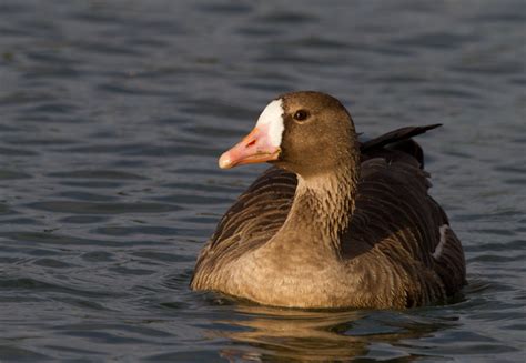 Bill Hubick Photography - Greater White-fronted Goose (Anser albifrons)