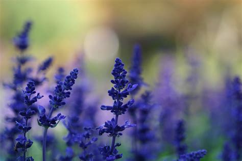 lavender, Purple Flowers, Flowers, Nature, Macro, Depth Of Field ...