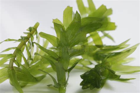 Egeria Densa / Brazilian Waterweed Isolated on White Stock Photo - Image of freshwater, closeup ...