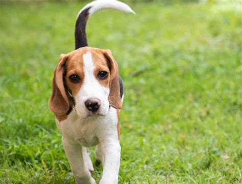 How To Tell If Your Beagle Is Purebred: Body, Traits, Papers, DNA | Ayo Pets