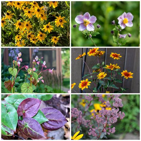 Perennials for Fall Color that Last Until Winter| Hearth and Vine