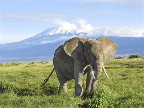 Elephant at Kilimanjaro | Elephant, African elephant, Kilimanjaro