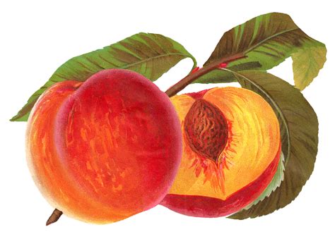 Peaches clipart fruit plant, Peaches fruit plant Transparent FREE for download on WebStockReview ...