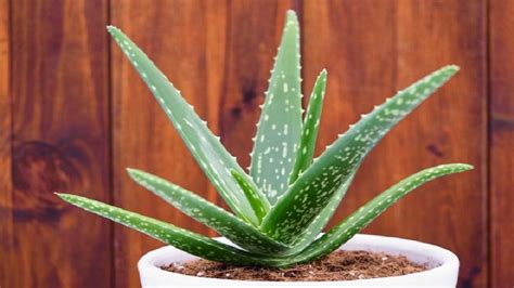 Lô hội (Aloe vera) là gì? Tác dụng, cách dùng, tác dụng phụ của lô hội