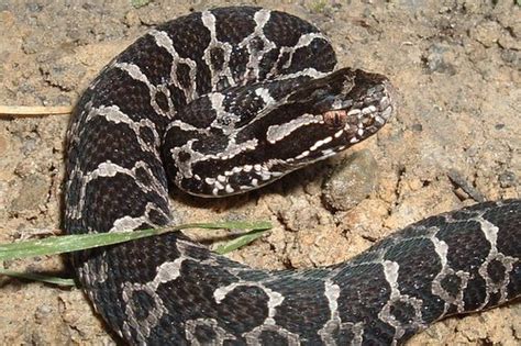 PA HERP IDENTIFICATION » Eastern Massasauga Rattlesnake