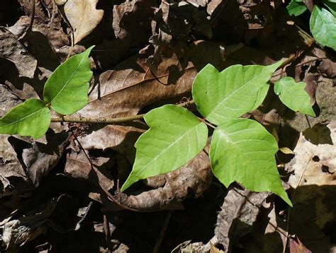 Poison Ivy: Poison Ivy Symptoms, Remedies and More