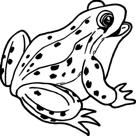 Frog Coloring Pages | coloring.rocks! Frog Coloring Pages, Animal Coloring Pages, Coloring Books ...