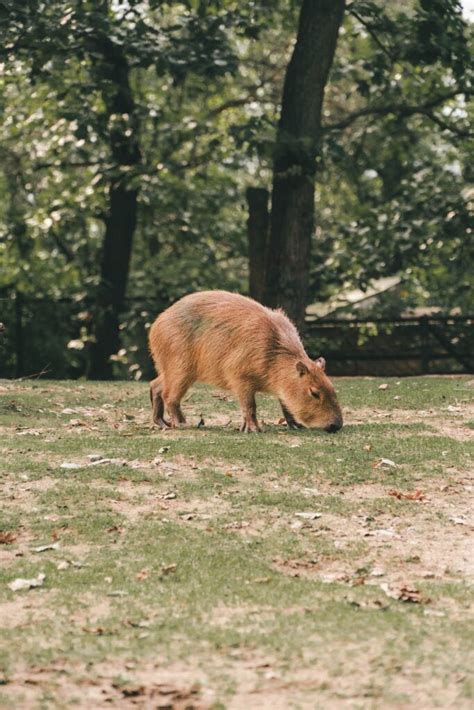 Meet the Adorable Capybara Babies at San Diego Zoo - Baby Capybara