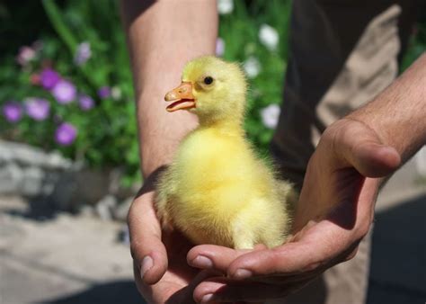 Can You Get Sick From Touching a Duck?