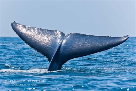 Blue whale, raising fluke prior to diving for food. San Diego, California, USA, Balaenoptera ...