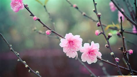 20+ Asian Cherry Blossom Flower | Wallpapers-Wallpaper Free 3979