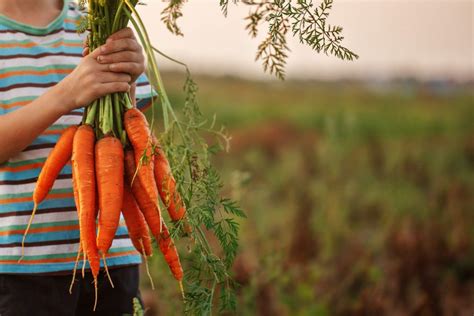 Best Tips for Harvesting Carrots | Melnor, Inc.