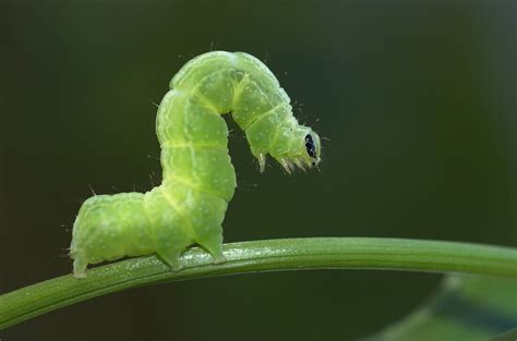 Cabbage Moth caterpillar Autographa … – License image – 70389912 lookphotos