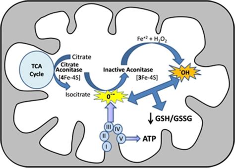 Mechanism of mitochondrial aconitase inactivation. Mito | Open-i