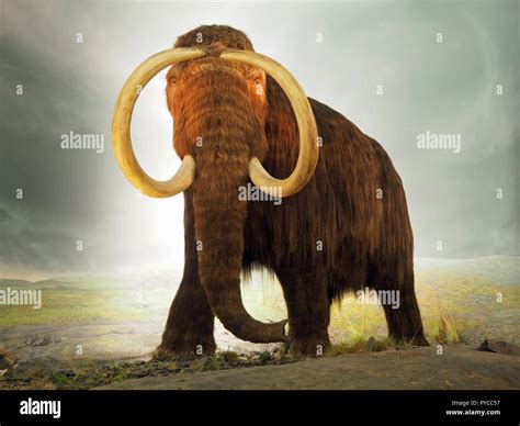 Mammoth natural history museum hi-res stock photography and images - Alamy