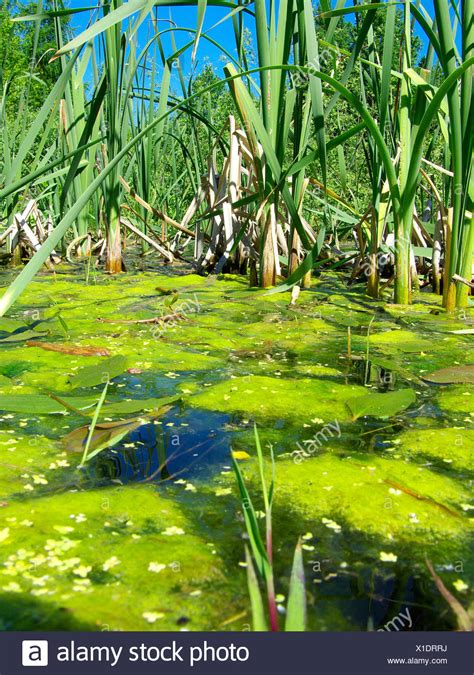 Pond Reeds High Resolution Stock Photography and Images - Alamy