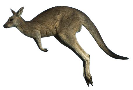 Kangaroo PNG