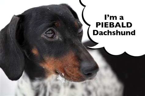 What Is A Piebald Dachshund? - I Love Dachshunds