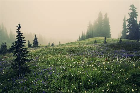 Flower field during foggy weather HD wallpaper | Wallpaper Flare