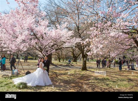 CHERRY BLOSSOM, TOKYO Stock Photo - Alamy