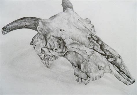 Animal Skull- Pencil by APilsbury on deviantART | Deer skull drawing, Animal skulls, Skull sketch