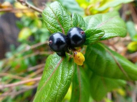 Pin on awesome seed pods