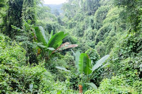 Travel guide: 3 days jungle trekking tour near Chiang Mai, Northern Thailand - Apples and Gasoline