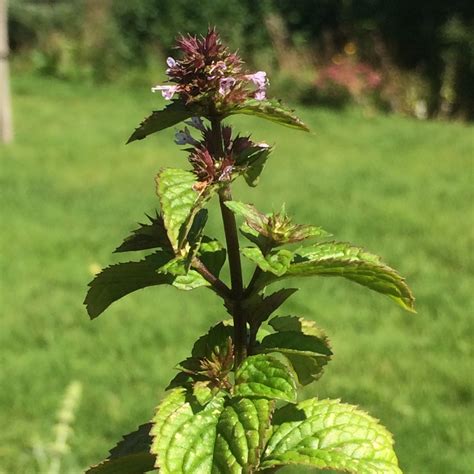 Mentha x piperita f. citrata 'Eau De Cologne', Eau de Cologne Mint in GardenTags plant encyclopedia