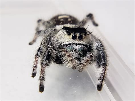 Apalachicola Regal Jumping Spider (Phidippus regius) - Available ...