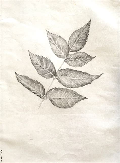 Nature and Object Drawing. on Behance