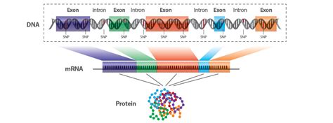 Exome: The Promises and Pitfalls of Whole Exome Sequencing - Omics tutorials