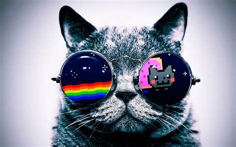 Cool Cat Backgrounds ·① WallpaperTag