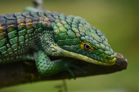 10 Interesting Species Of The Stunning Arboreal Alligator Lizards