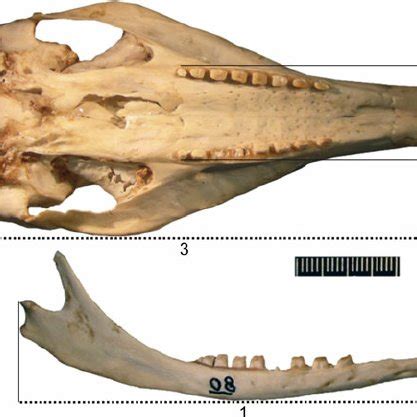 Skull and dentary of Dasypus novemcinctus (MLP 1-I-03-74) in ventral ...